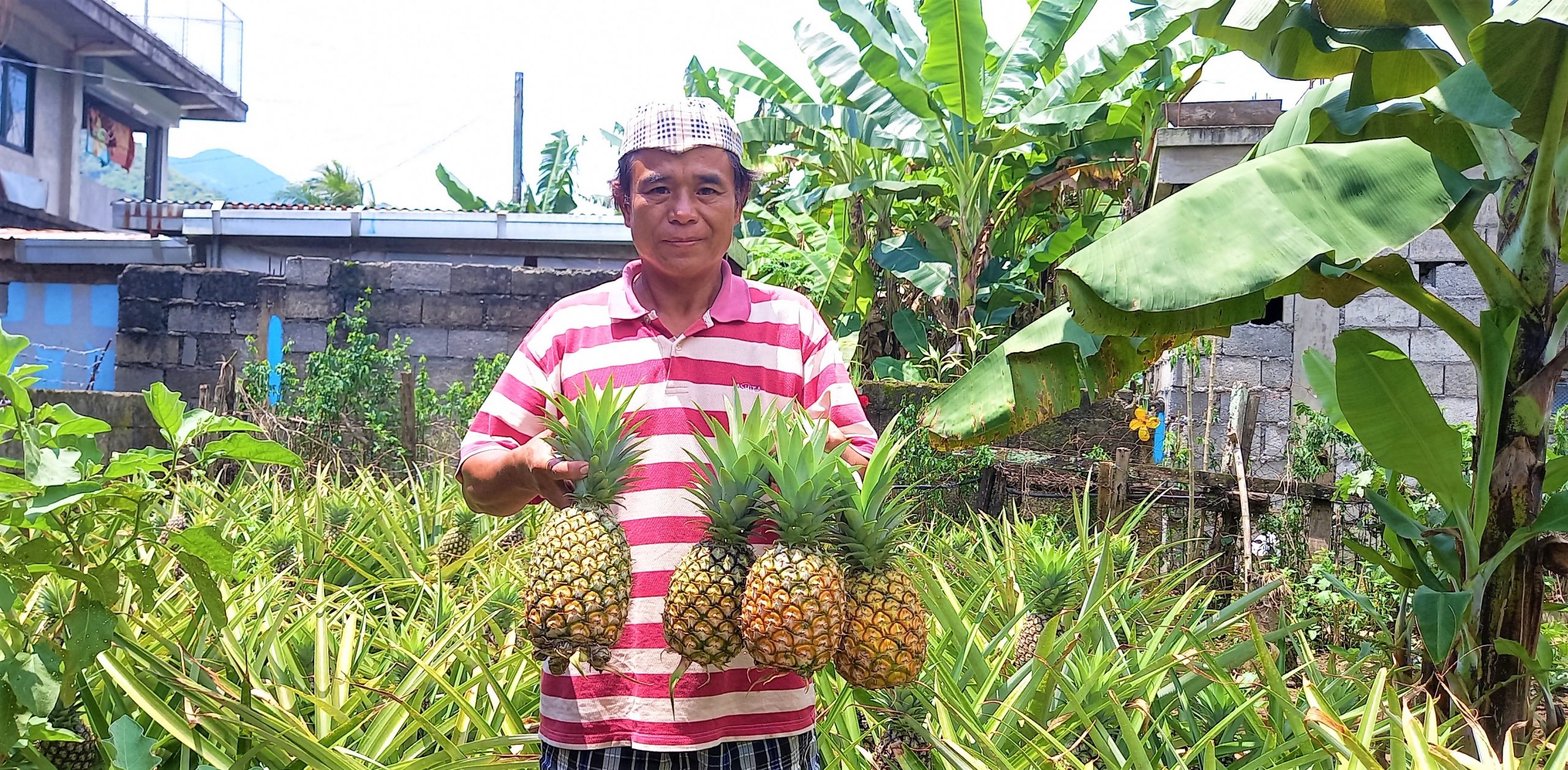 It’s looking “pine”: Yfangad SAAD farmers pineapple production