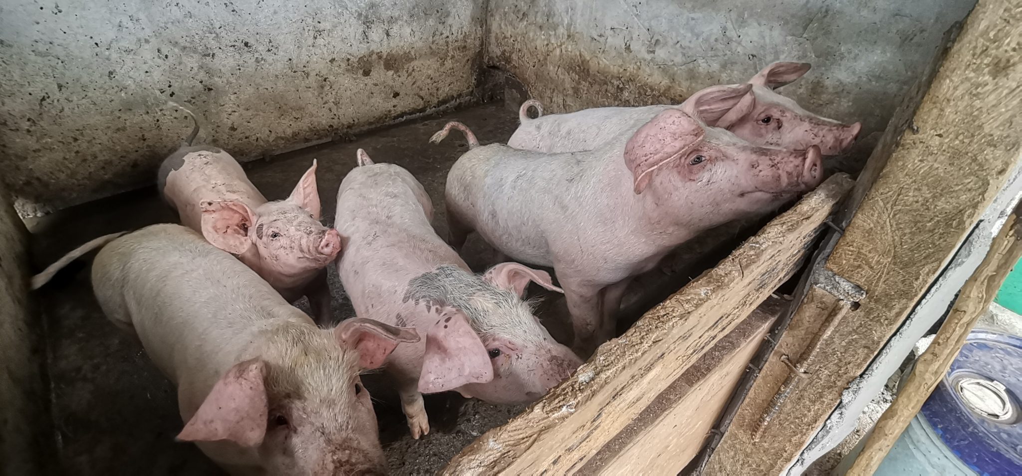 5 FAs ensure healthy pork supply thru repopulation program