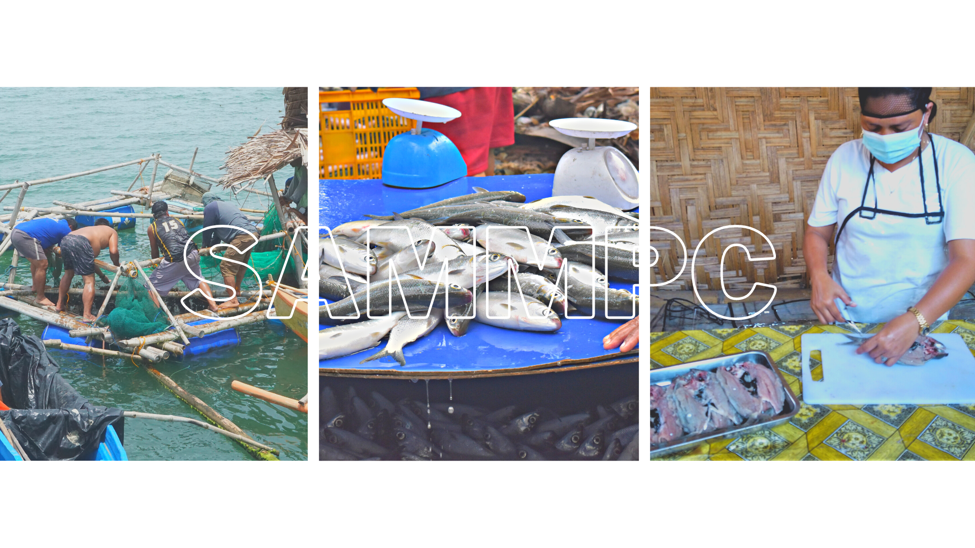 SAMMPC continues to generate millions in revenue from milkfish in pen culture