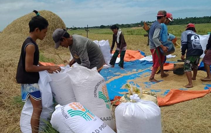 SAAD farmers record Php 110k income from upland rice production