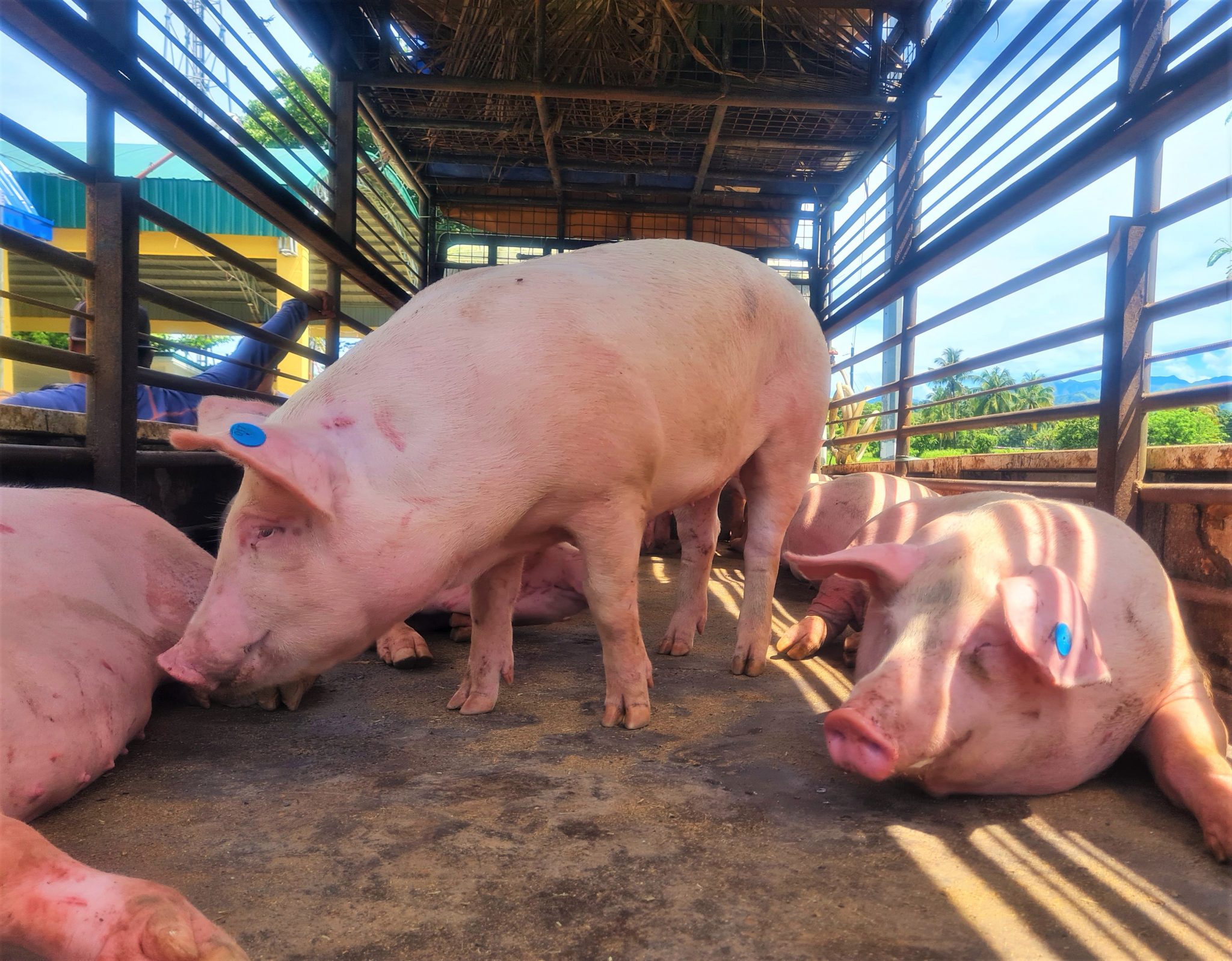 60 Antique farmers expect increase in hog production