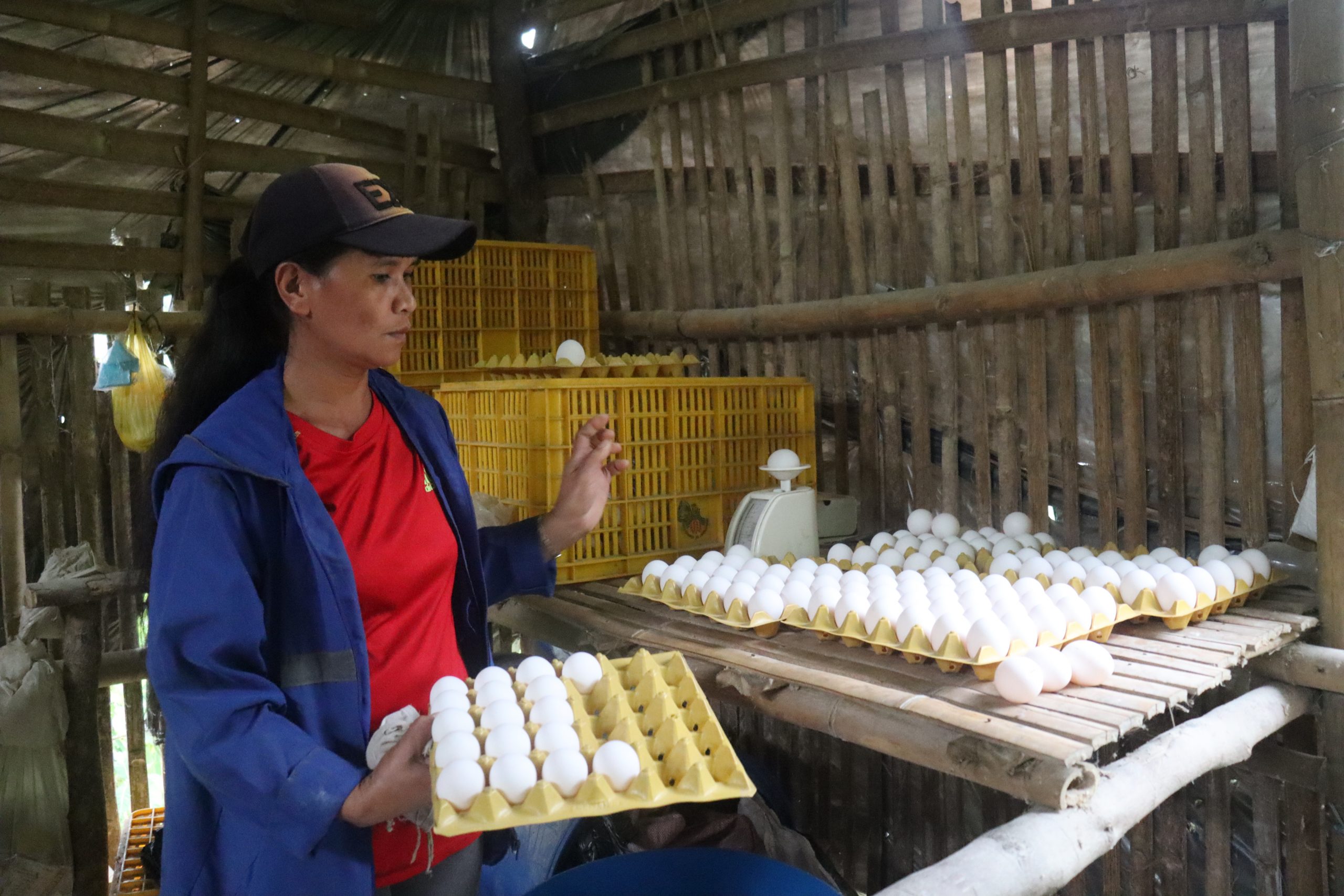NegOcc coffee growers turned poultry raisers, earn Php 201K