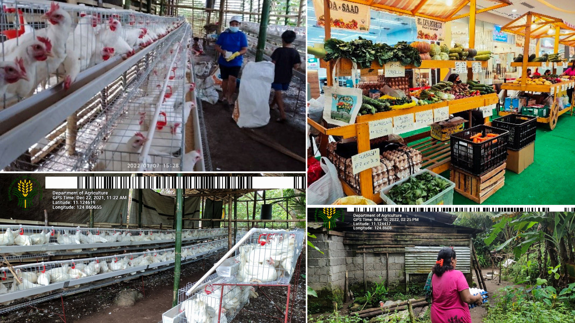Leyte swine raisers turned poultry farmers earn through SAAD Egg Production project