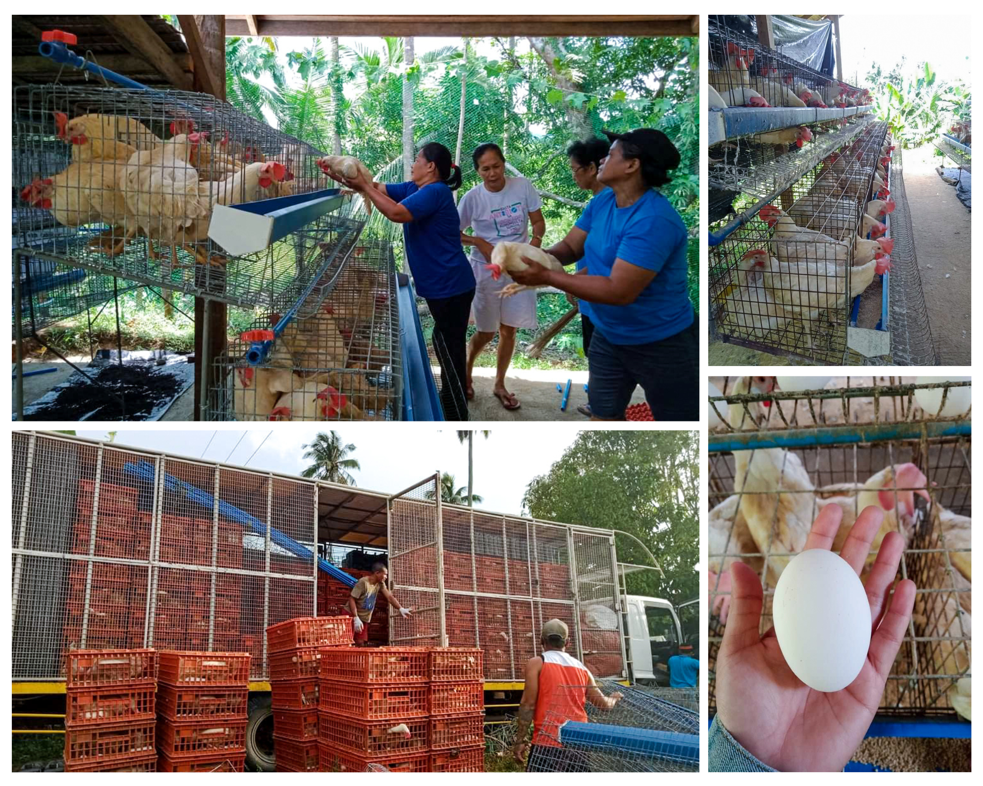 Minlasag farmers hatching profits: SAAD egg business