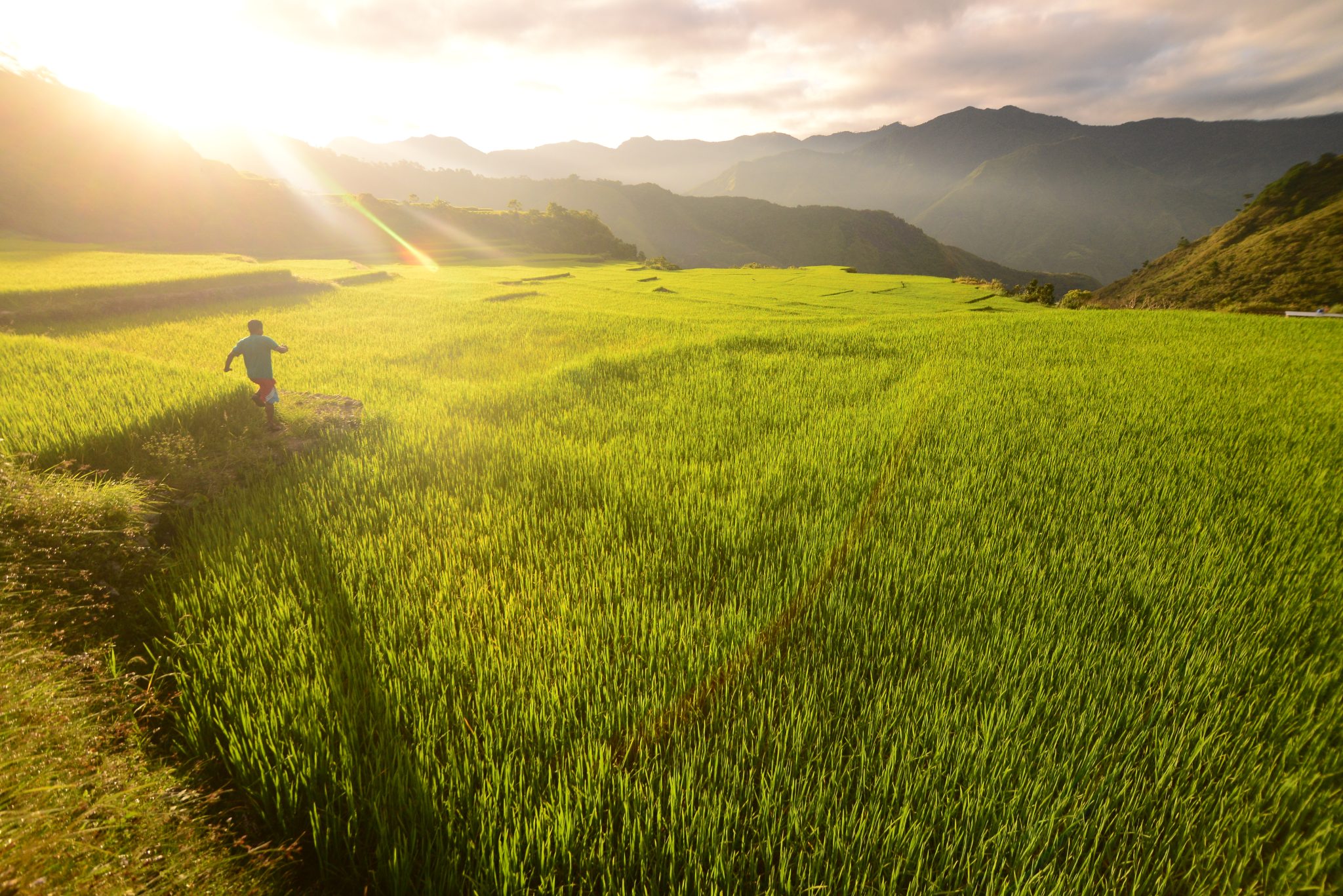 Phl rice production remains high despite big challenges