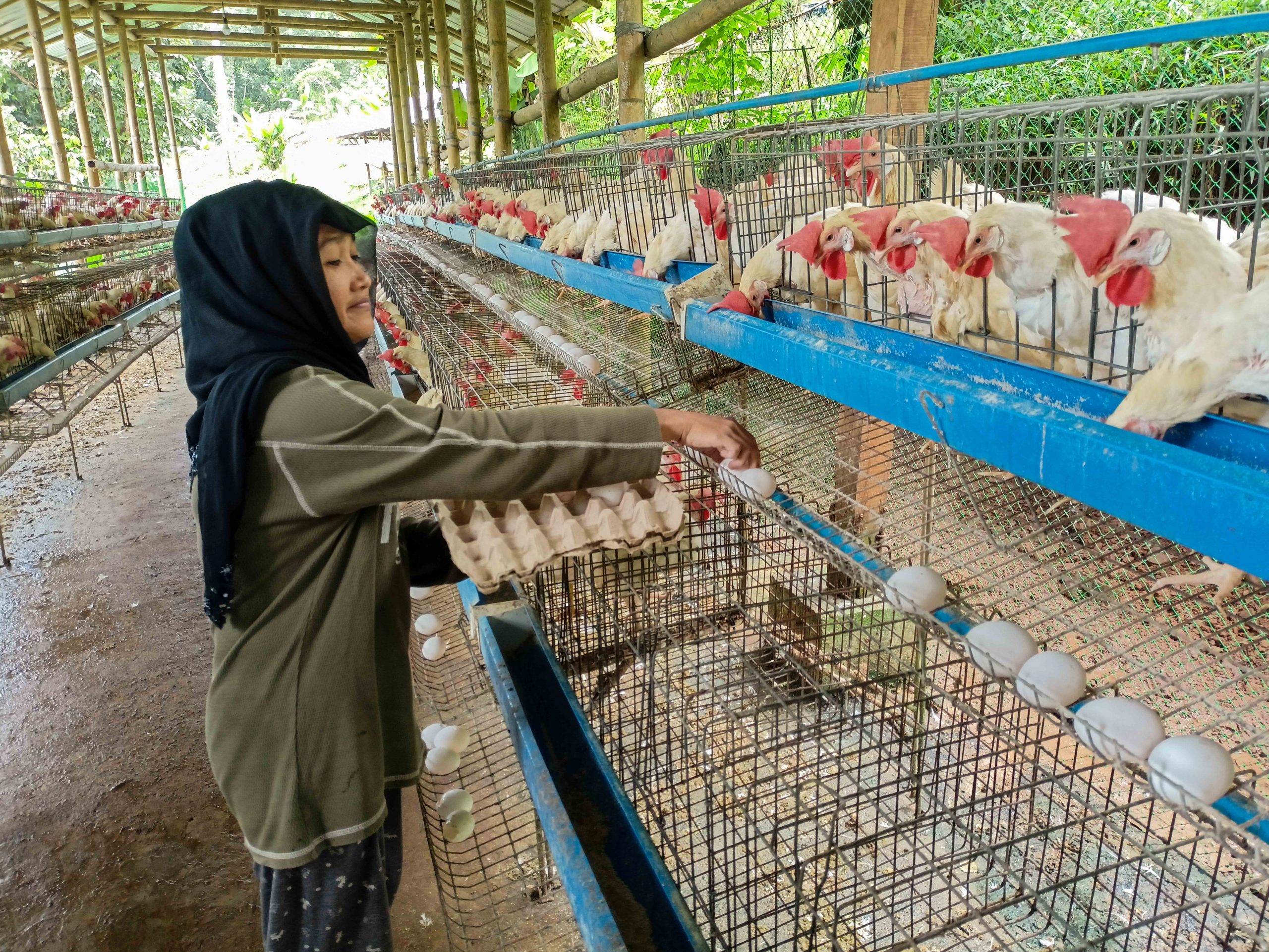 Patikul farmers earn big in an eggs-tra ordinary project