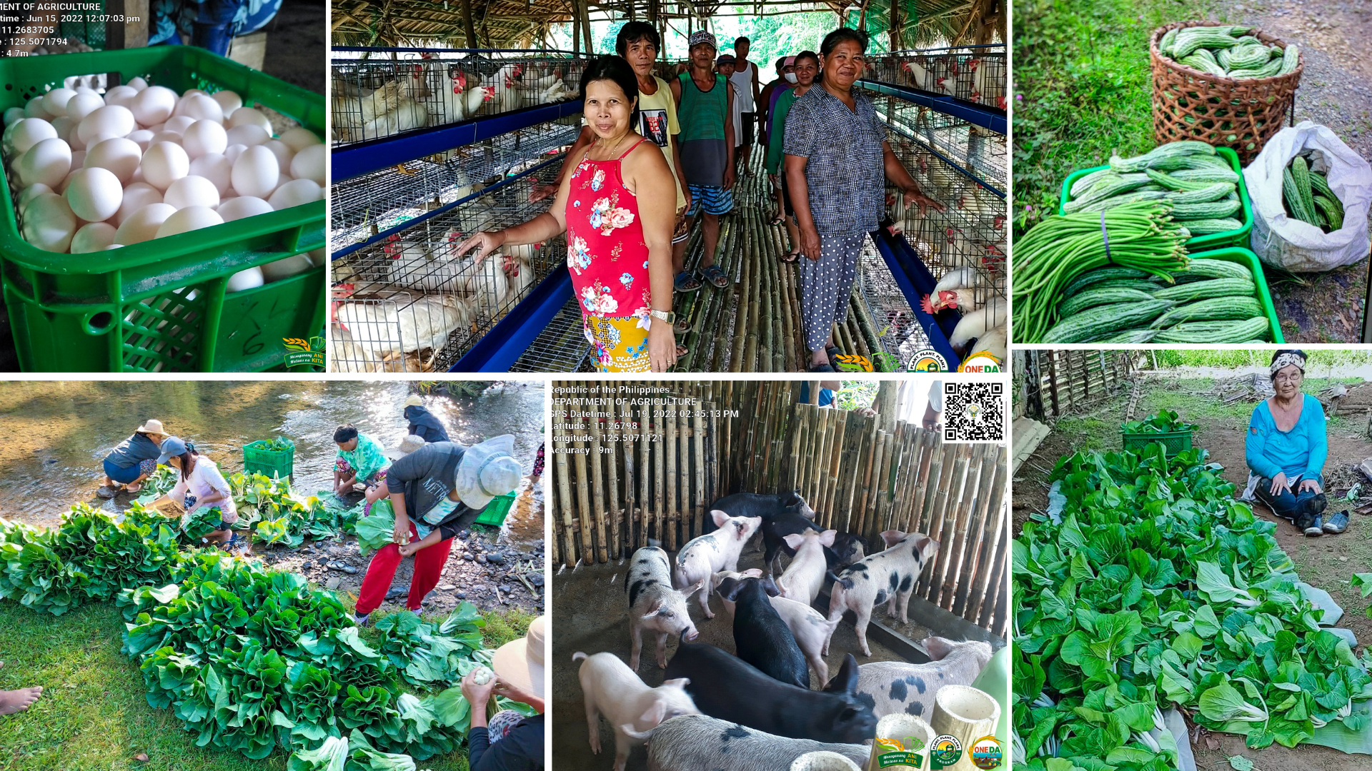 Eastern Samar farmers diversify with vegetable and livestock projects to ensure more income