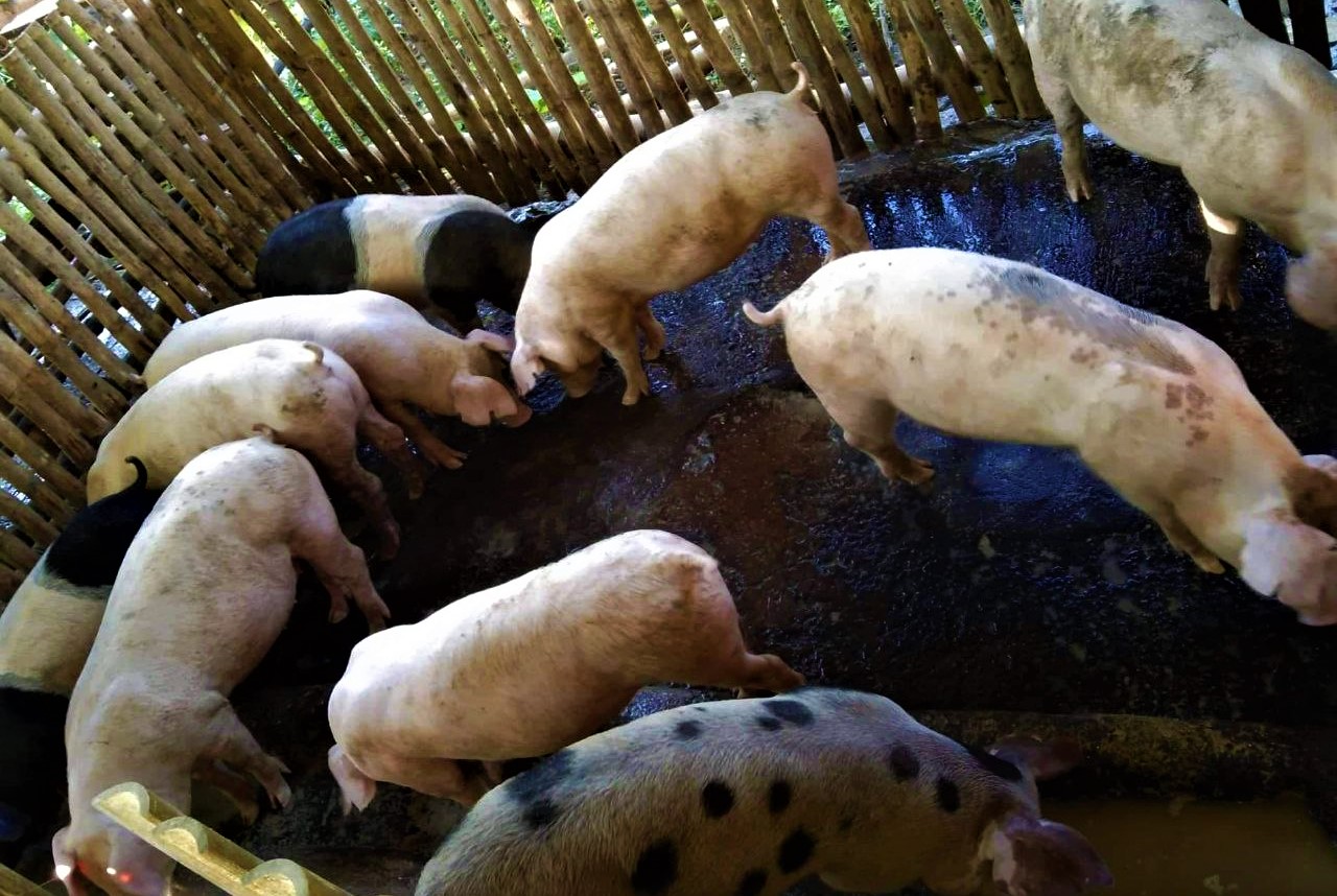 NegOcc FAs earn Php 357K from hog production