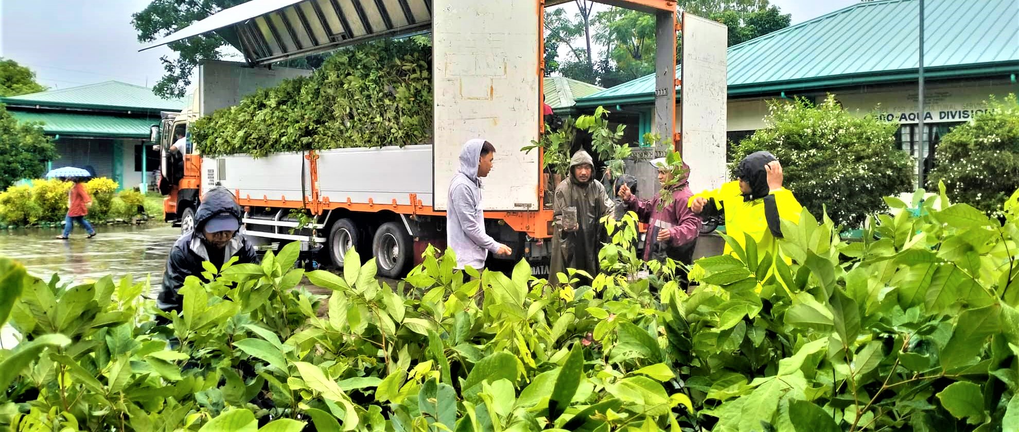 Php 1.7M rambutan seedlings distributed to 19 farmer associations in Kalinga