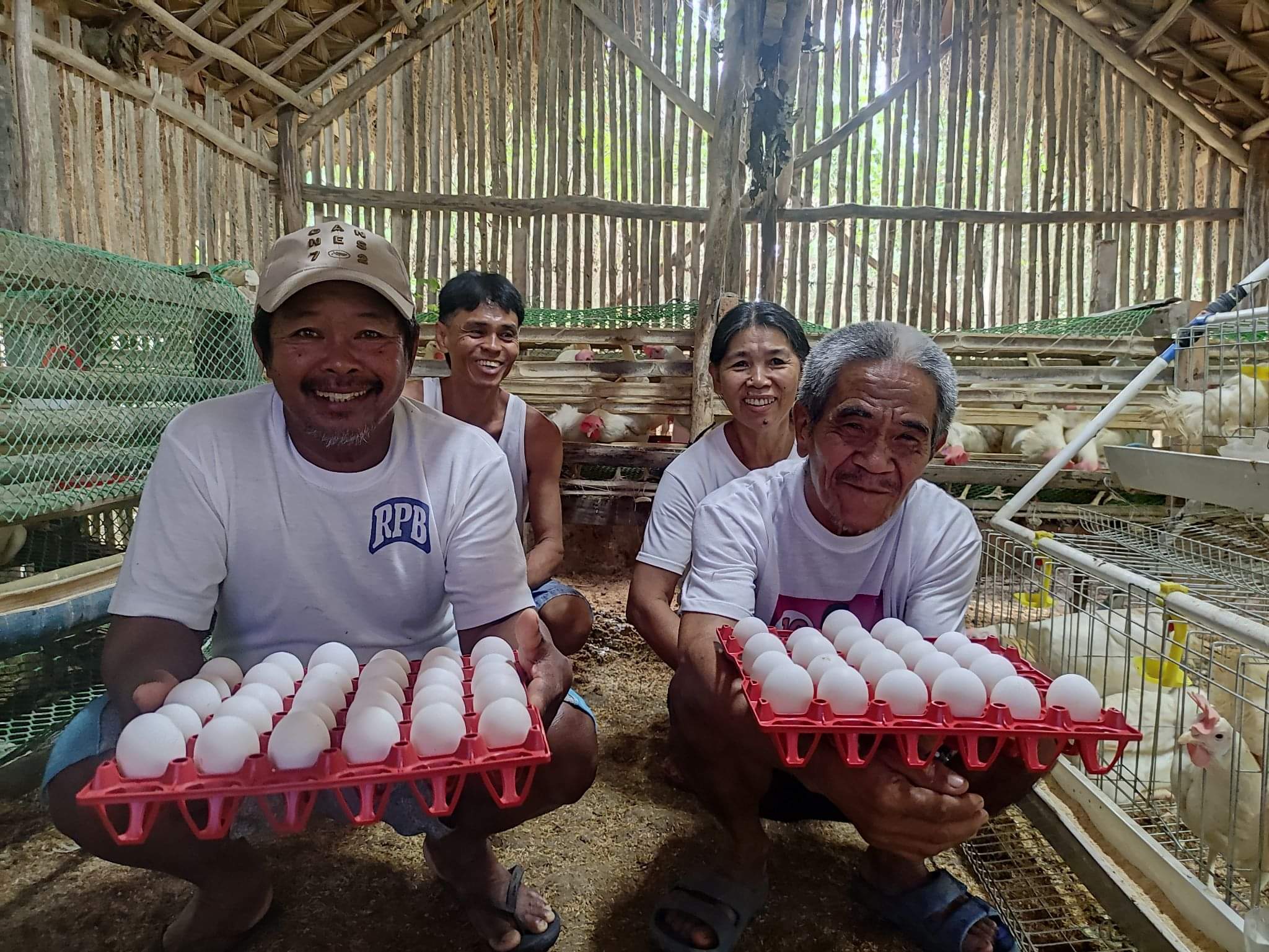 Sorsogon farmers report Php 83K net income from RTL chicken eggs
