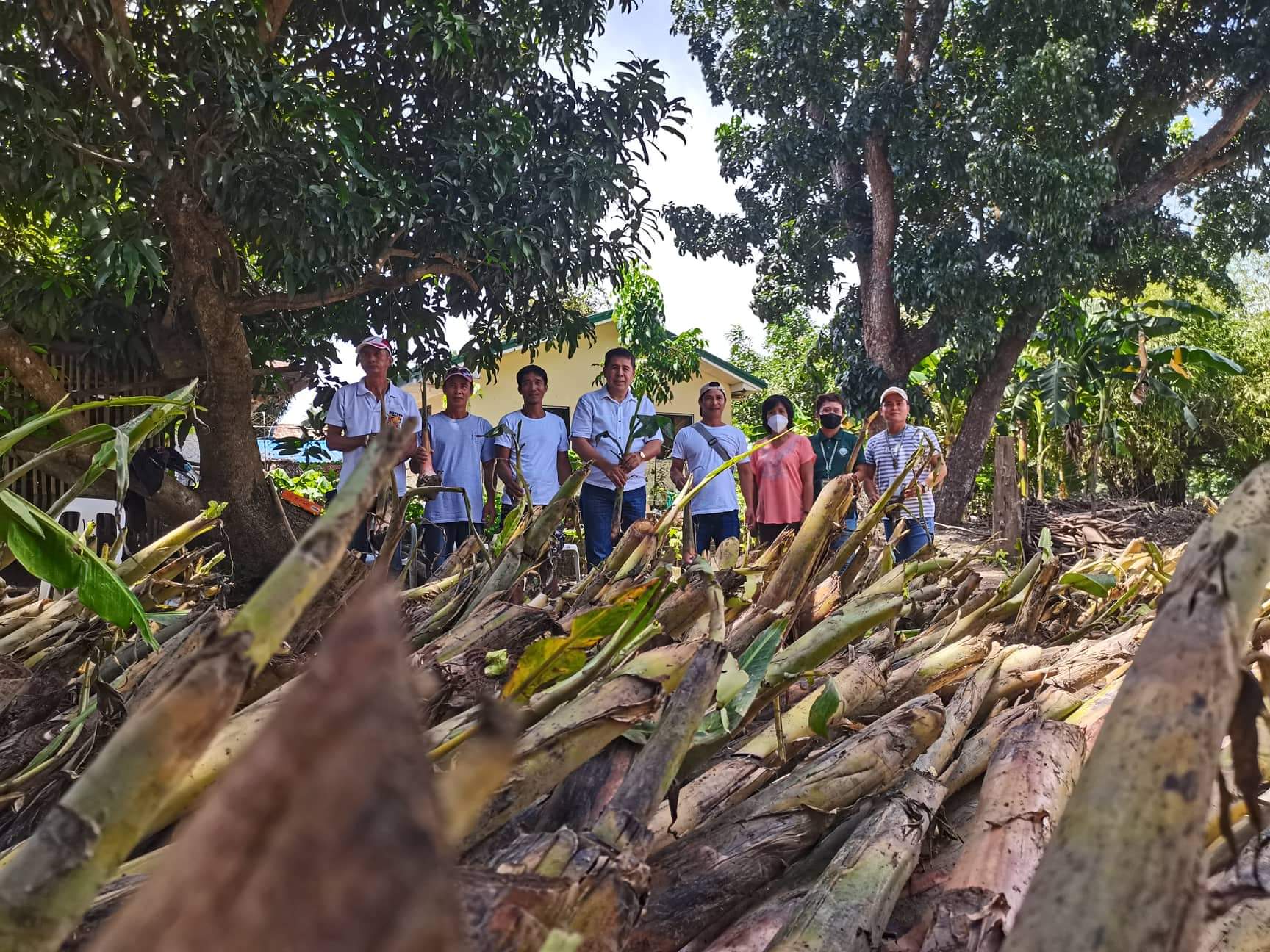 Banana planting materials awarded to five farmer groups in OccMin