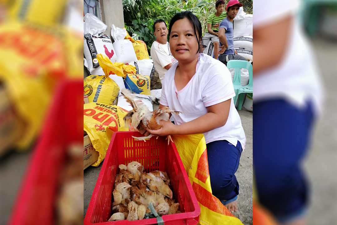 Bontok IP group reaches 4 cycles in backyard poultry raising