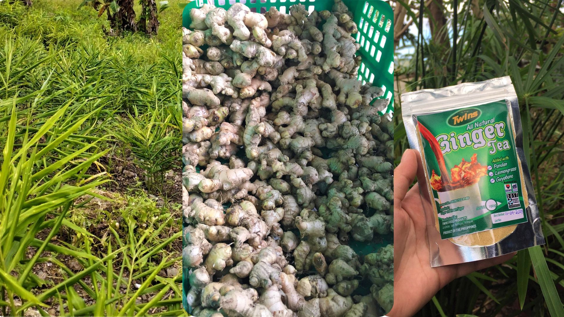 San Remigio farmers root for ginger farming, found revenue opportuni-tea in salabat processing