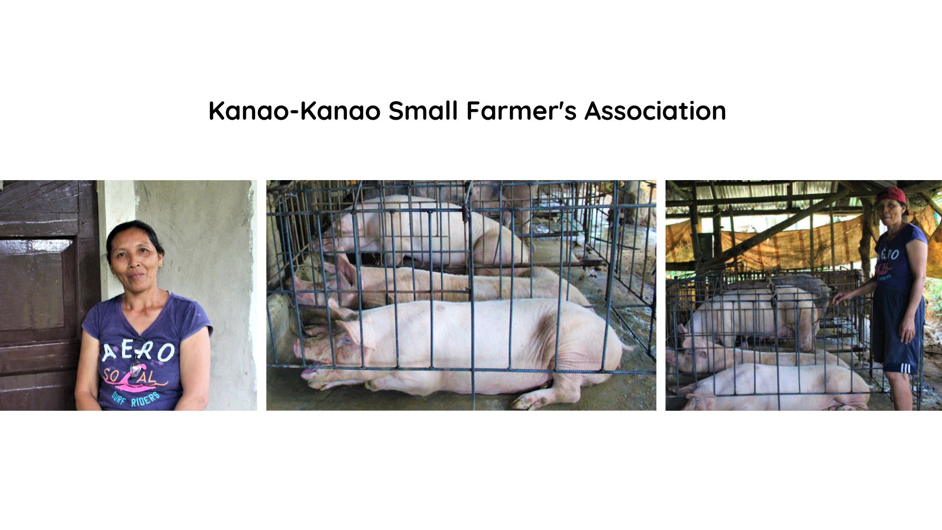 KSFA helps revive the local hog industry through sustainable SAAD project execution