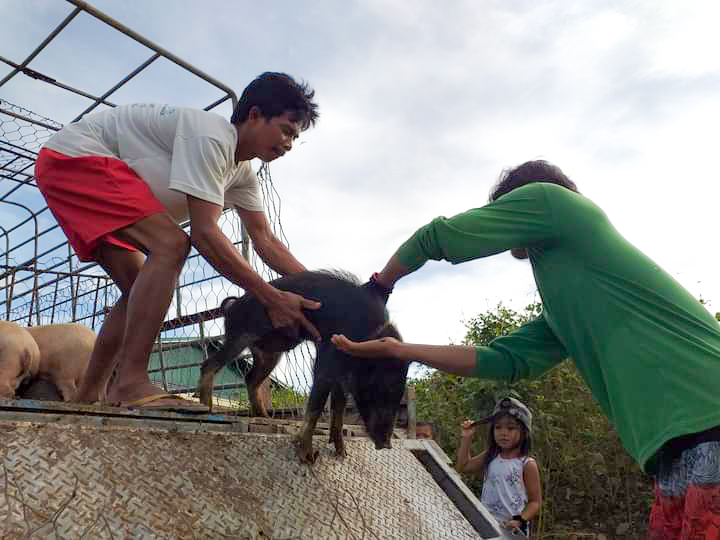 DA-SAAD MIMAROPA grants native pig production to Tagalog and IP farmers in OccMin
