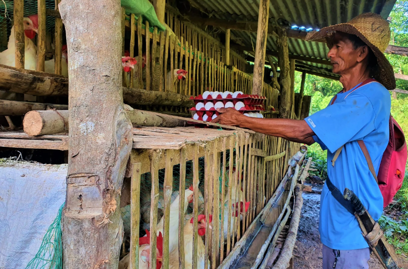 YPangol IP farmers earn Php137K from egg-citing enterprise