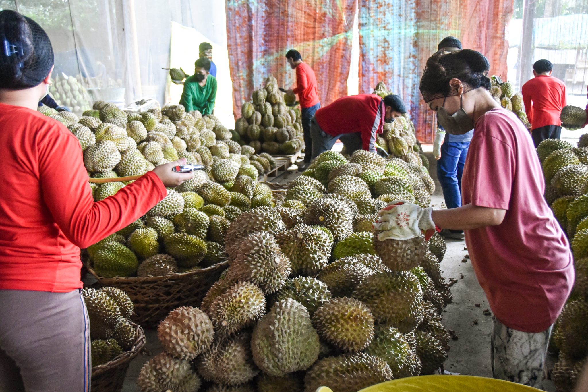 First batch of PH durian weighing 28k kg shipped to China April 6