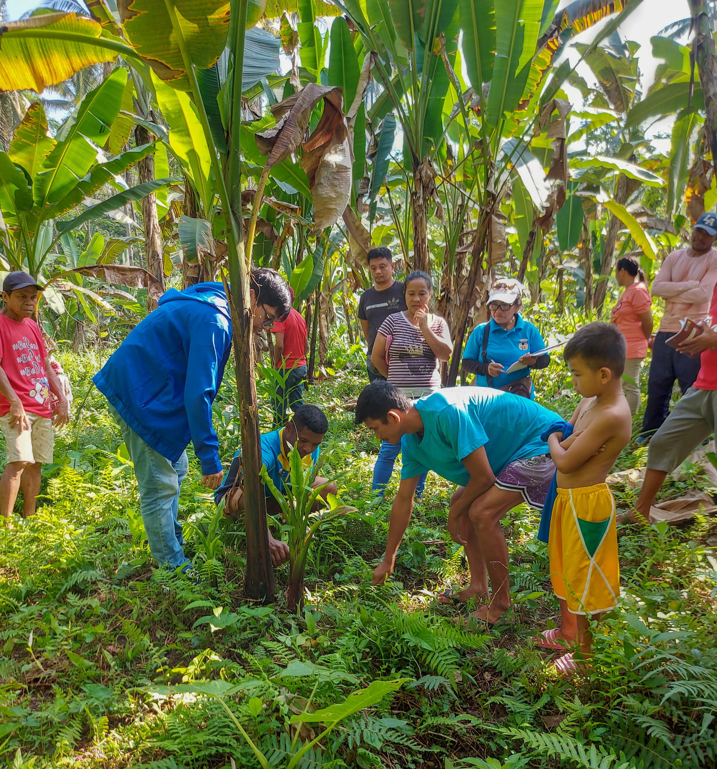 25 Agusan del Norte farmers complete abaca production training