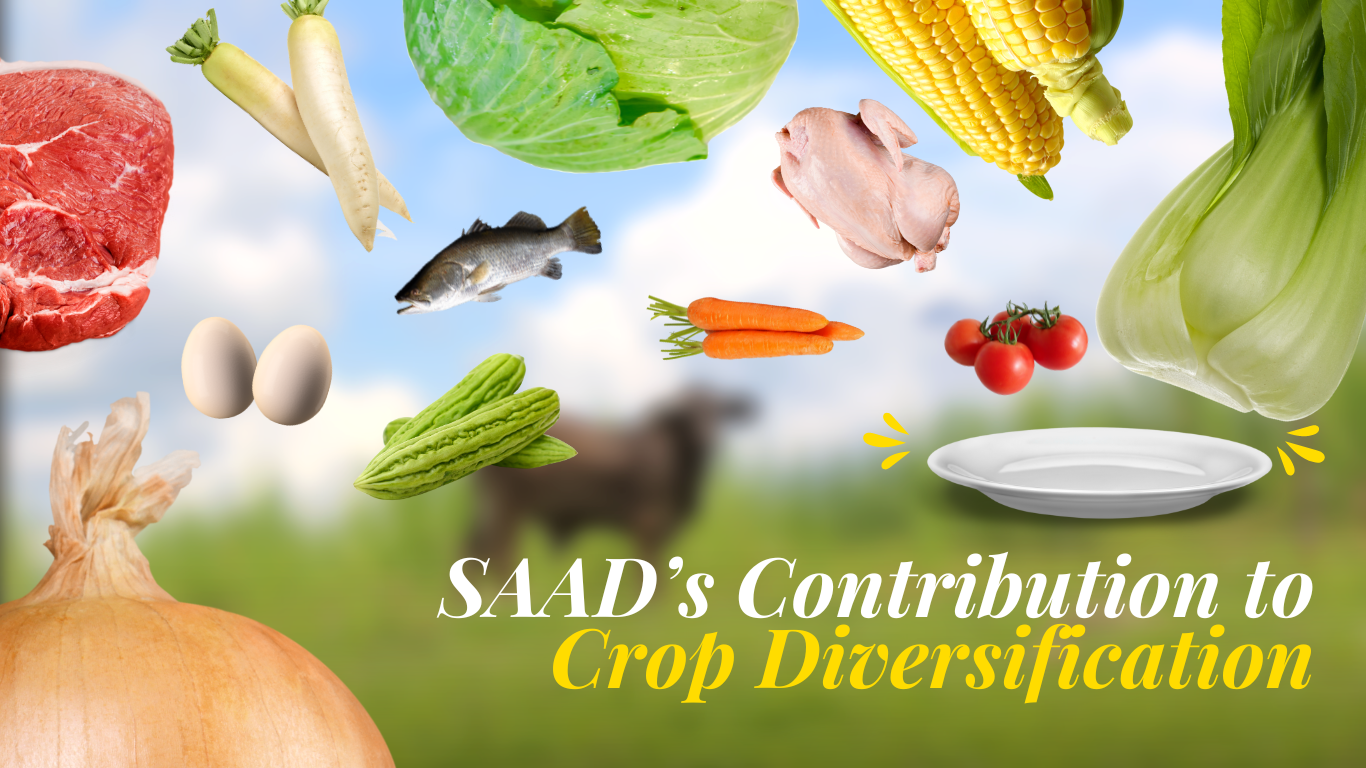 SAAD’s contribution to crop diversification