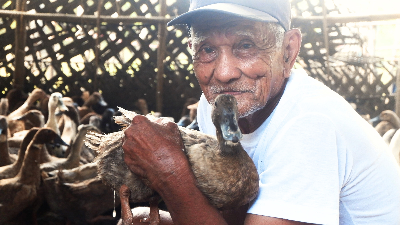 Sorsogon poultry raisers earn Php 31K from SAAD Phase 1 duck production project