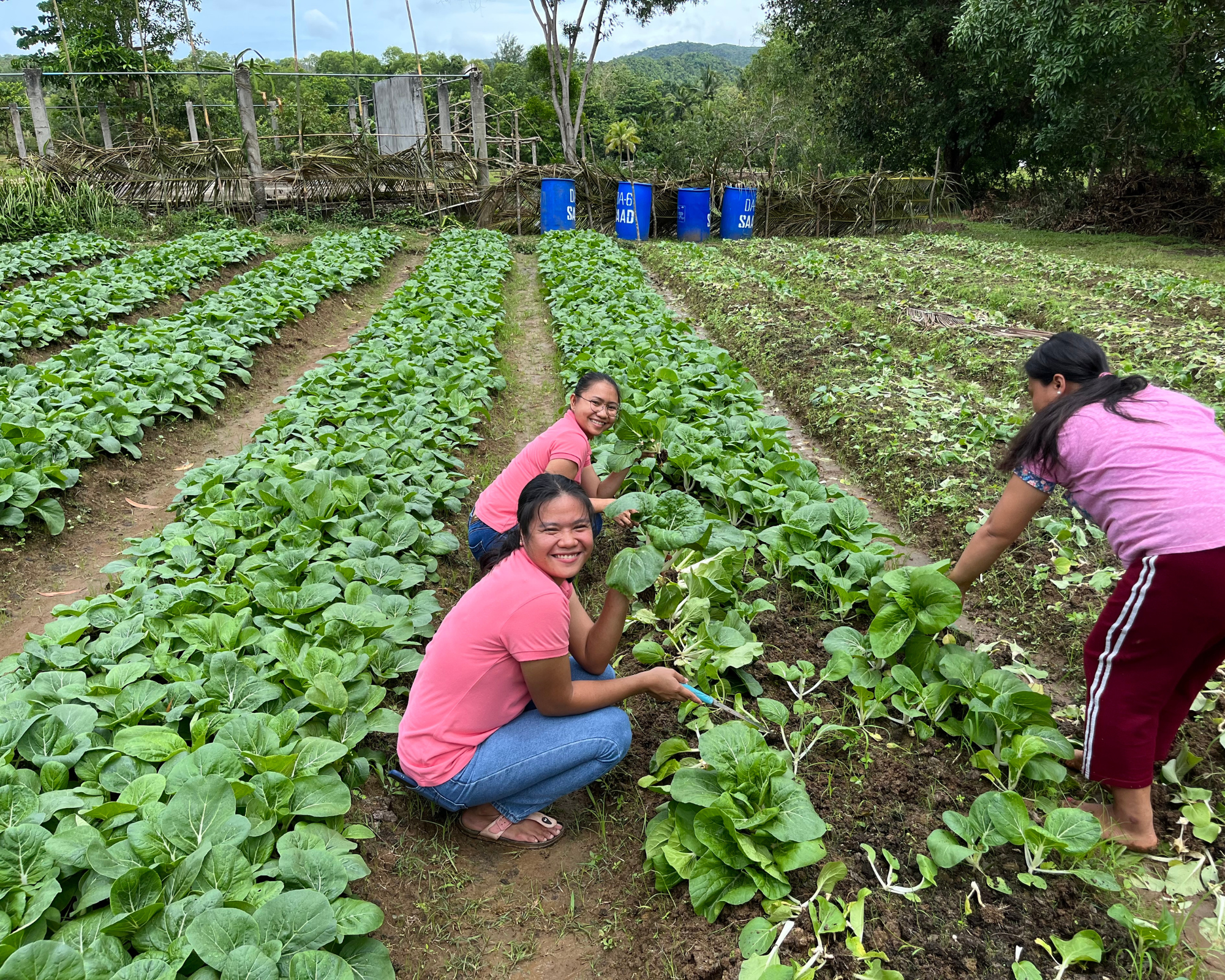 Aklan farmers earn Php25K within a month from veggie venture