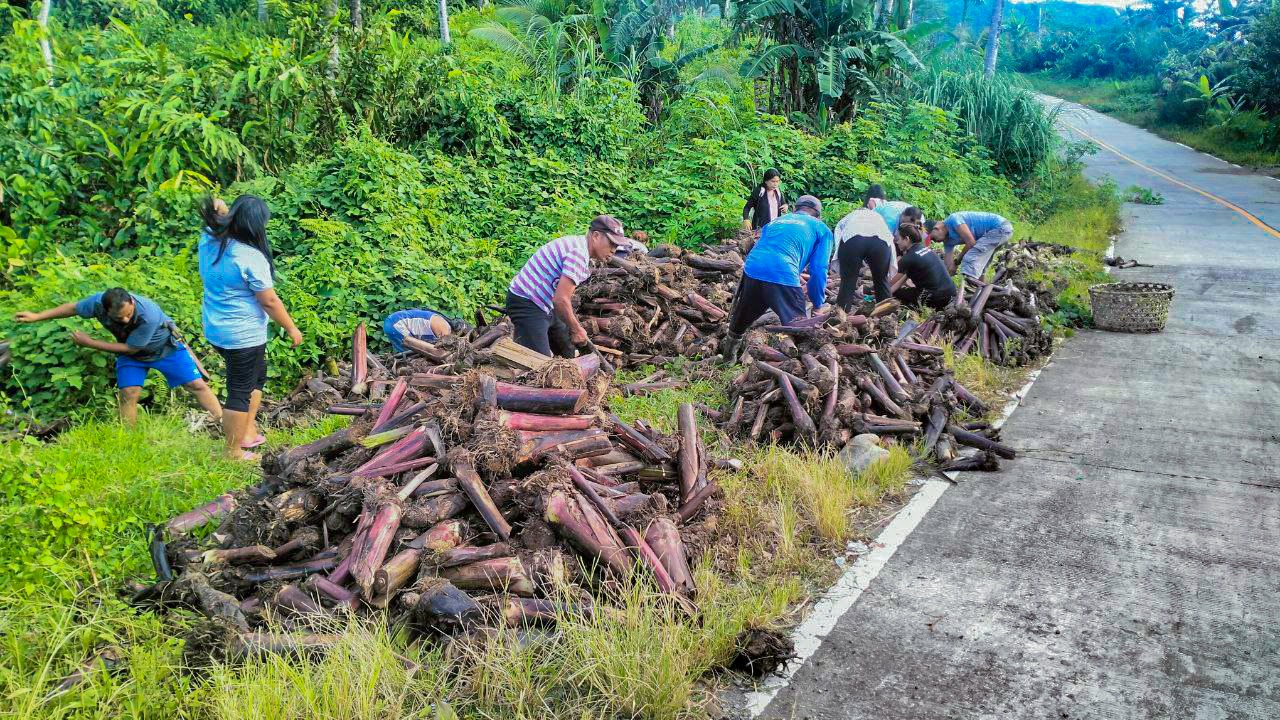 154 Surigao Norte farmers benefit from DA-SAAD’s abaca, banana, and goat projects