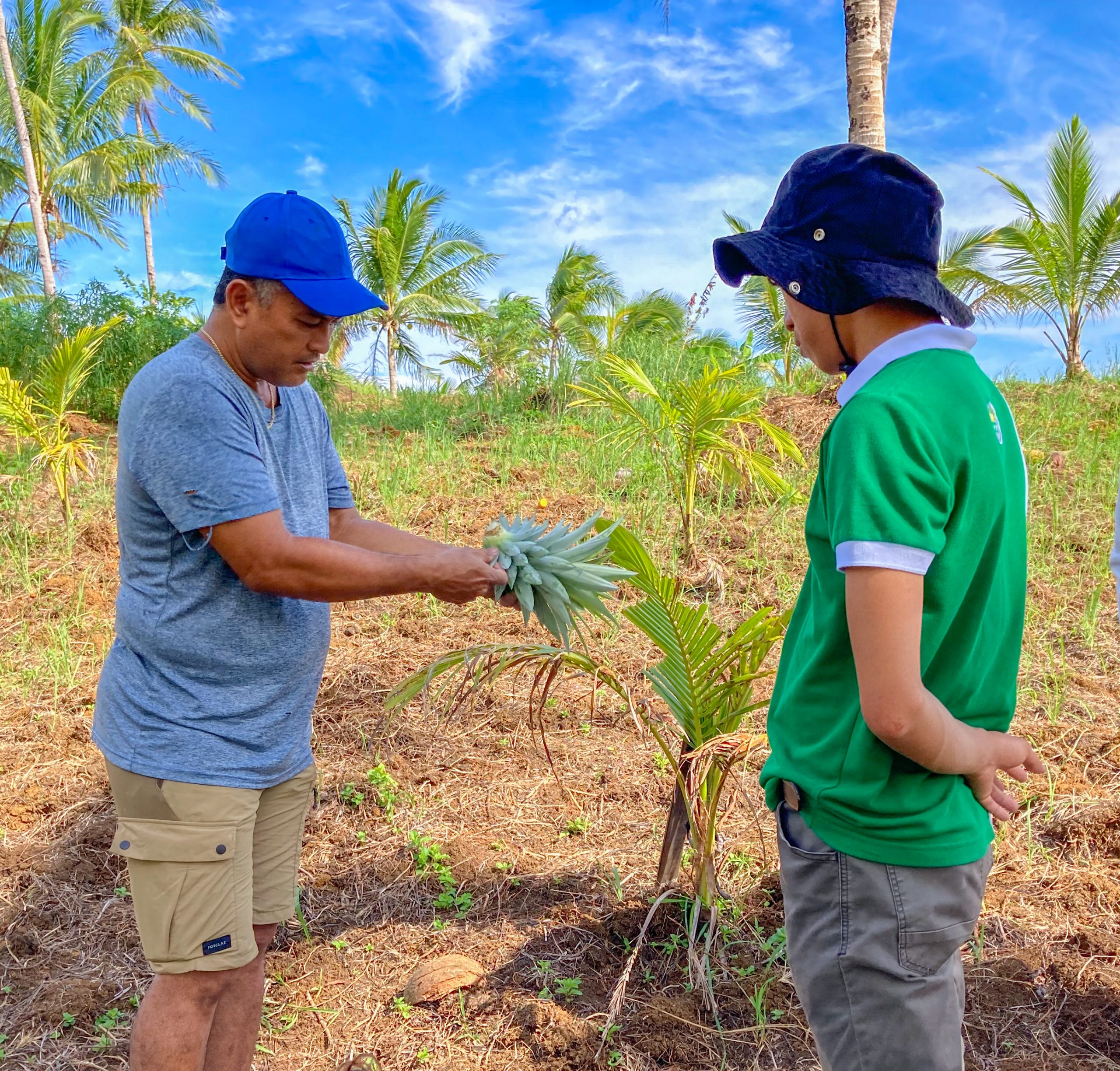 SAAD Caraga assists Siargao farmers venture in commercial pineapple production
