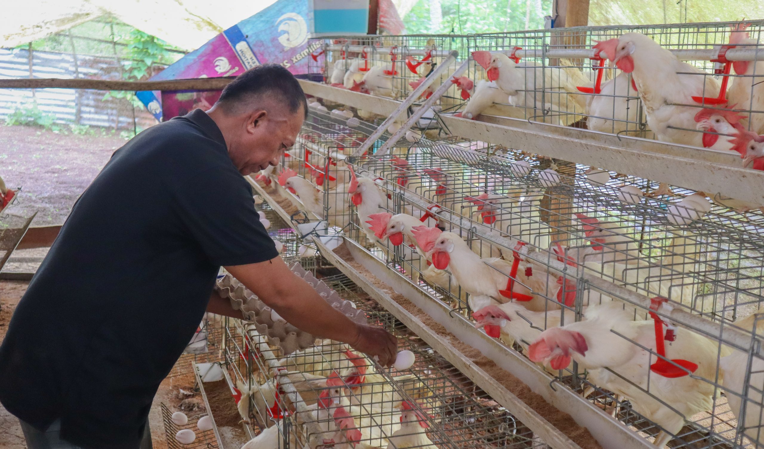 Siargao farmers engage in rice retailing business from income gained thru SAAD-funded poultry project
