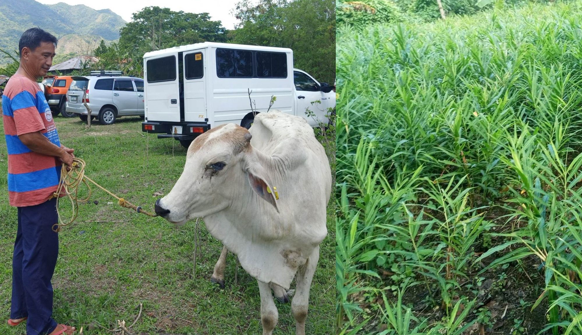 42 Ilocos farmers start cattle, ginger farming thru DA-SAAD’s agri-livelihood assistance