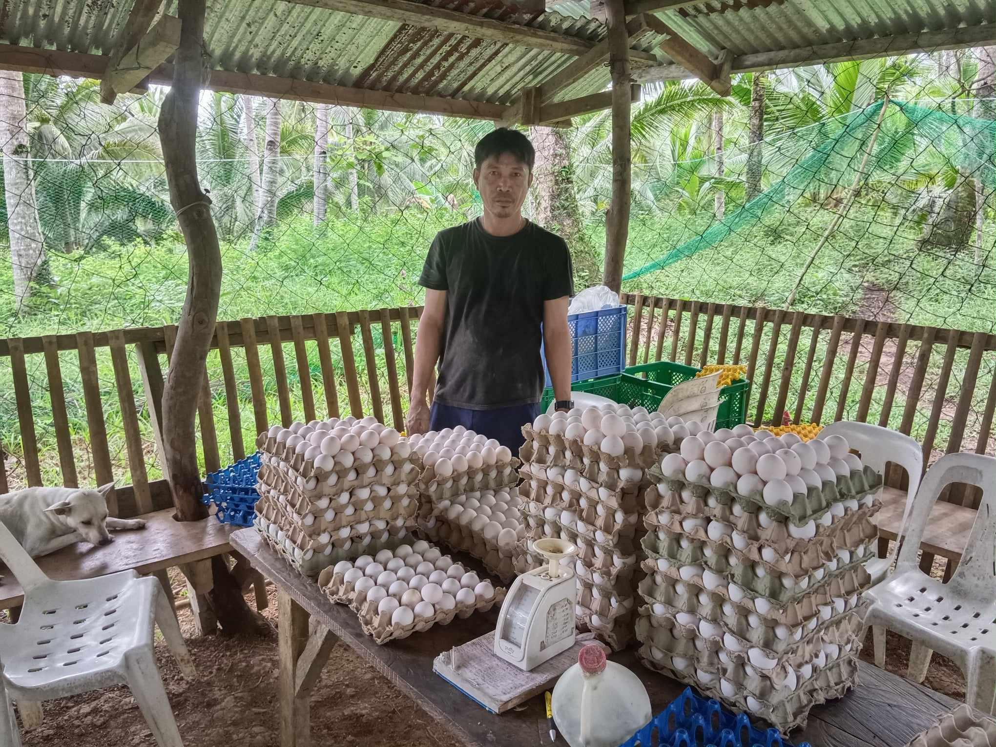 Resilient farmers: TRPA recovers from natural disaster in Eastern Samar thru SAAD’s assistance