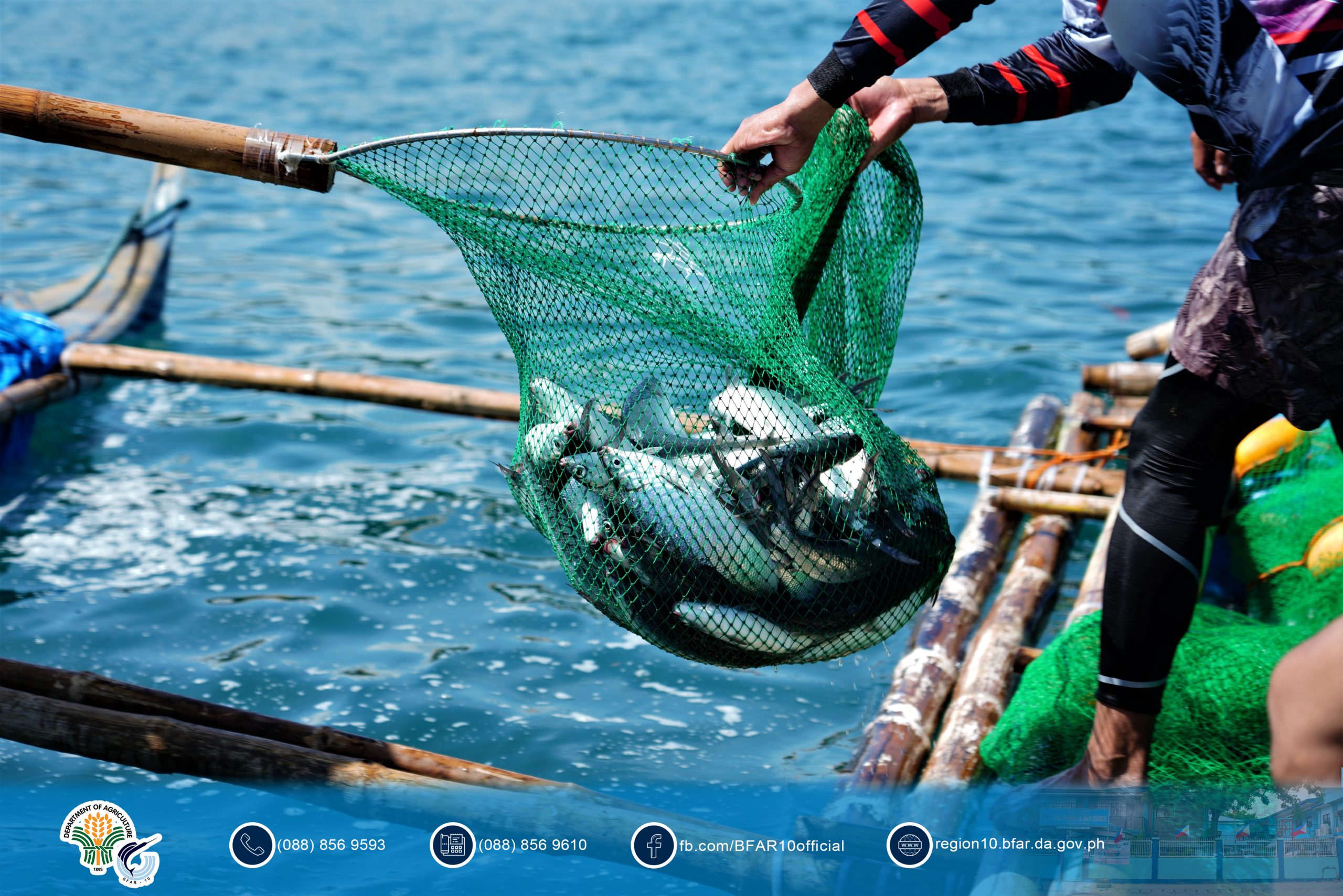 LIFFACO in Lanao del Norte generates over Php 860K by selling fresh bangus