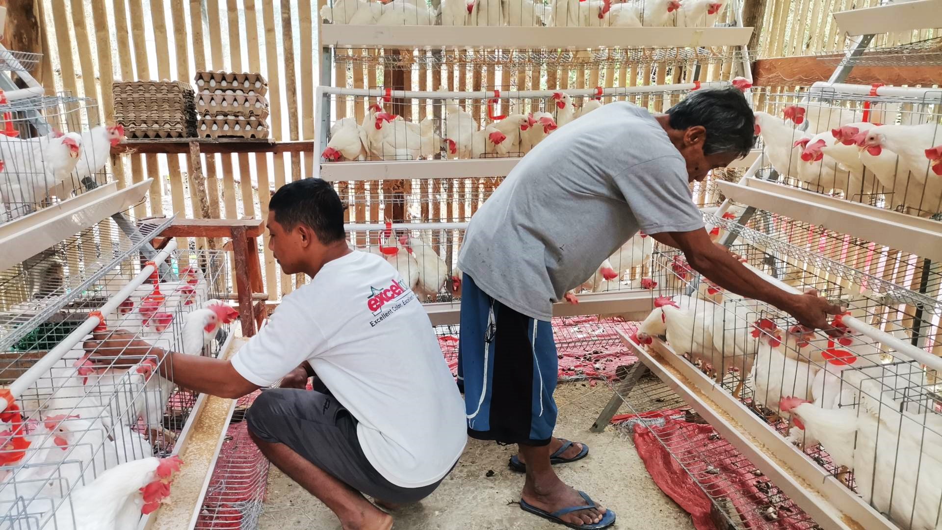 SAAD Bohol FAs report chicken farming growth with Php 52K gross income