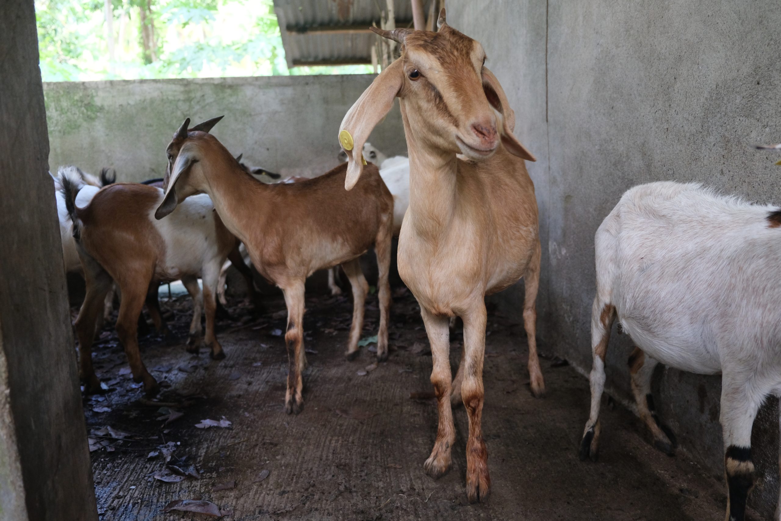 SAAD provides 152 goats to marginal Dabawenyo FAs