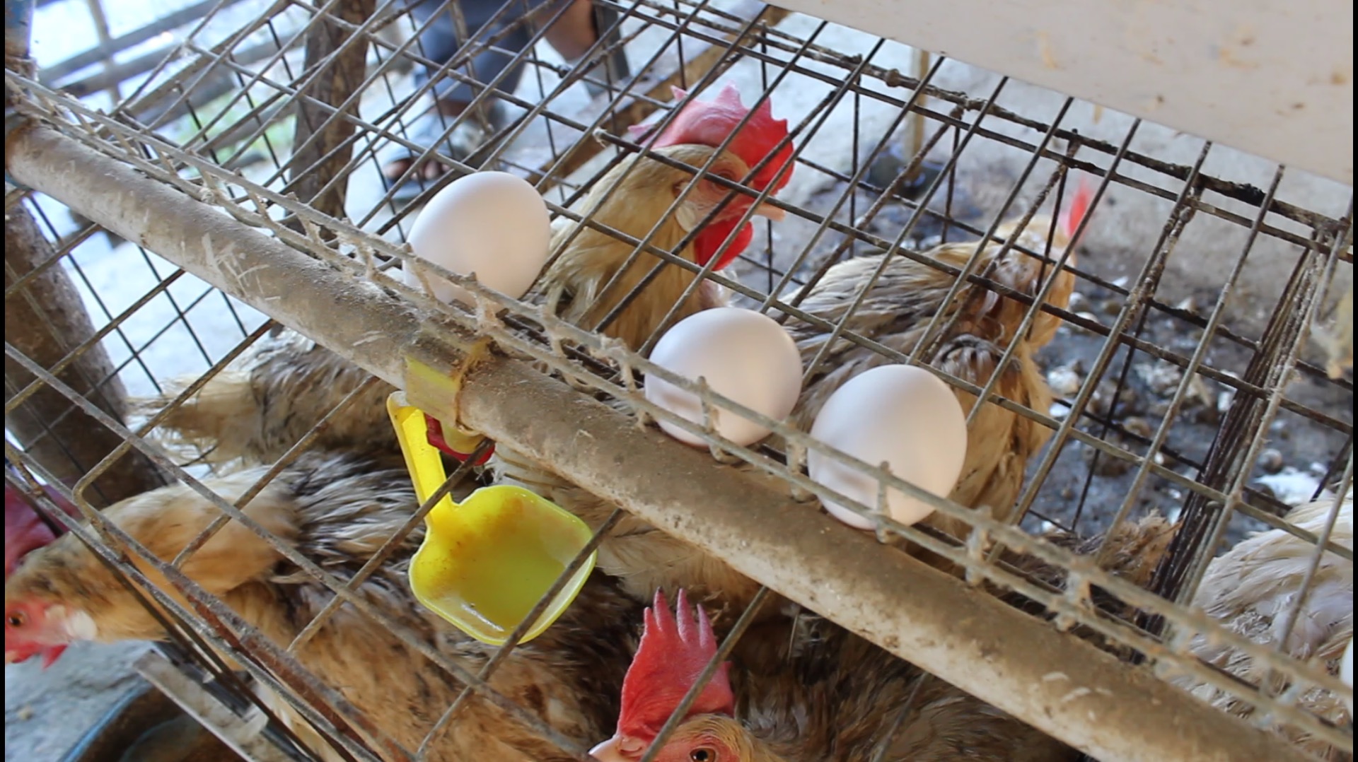 Maeling Poultry Farmers Association thrives with a 1.1 million pesos gross income from July to December egg harvest