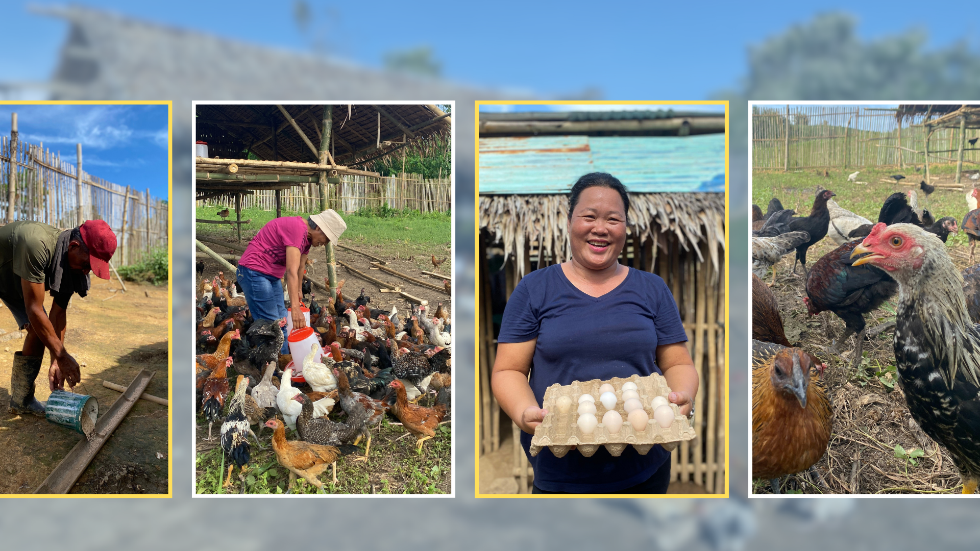 From coop to cash: Discover how Tapian farmers grow from raising poultry to earning profit
